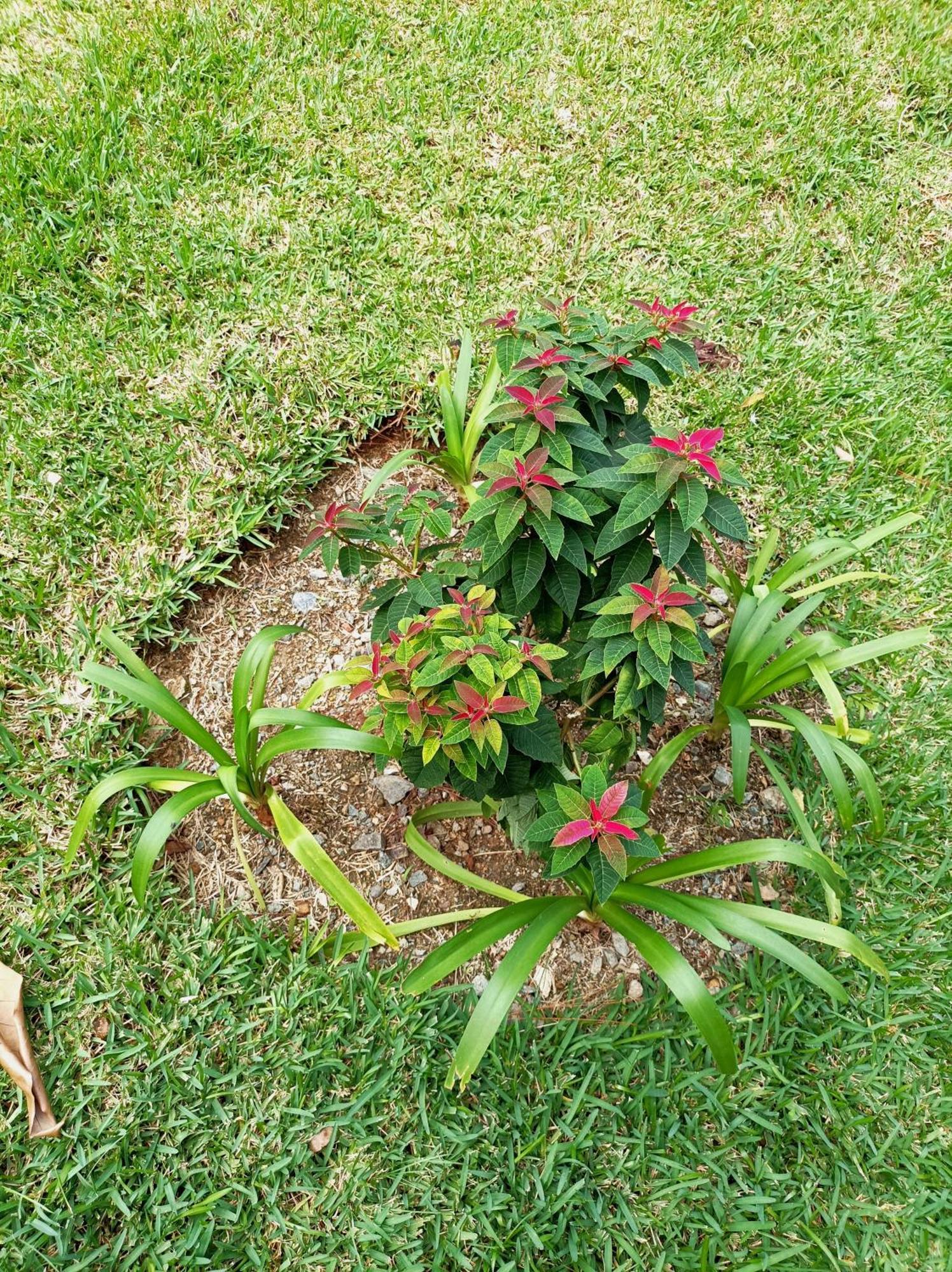 Mi Hogar Jarabacoa Apartment Luaran gambar
